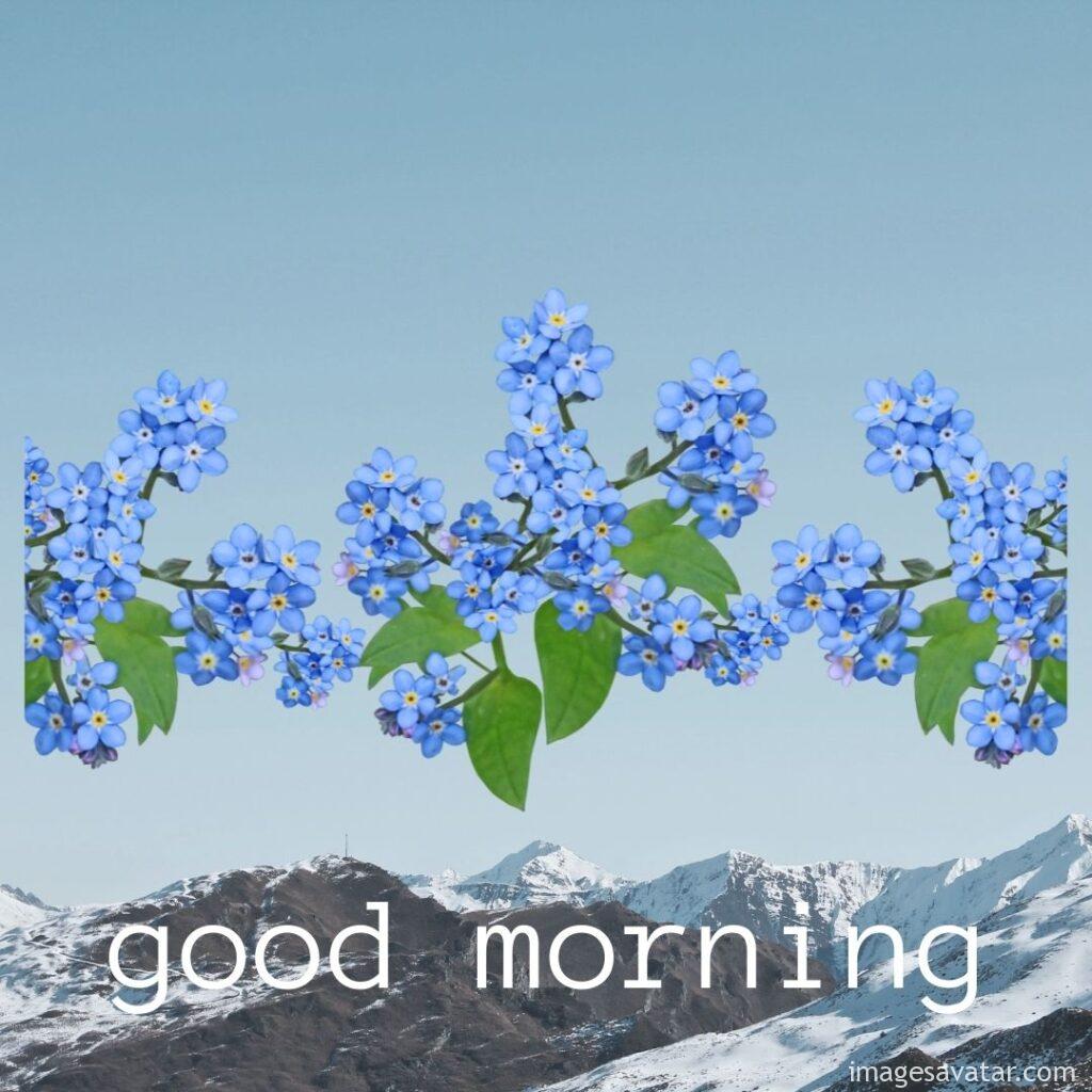 blue flowers and mountains