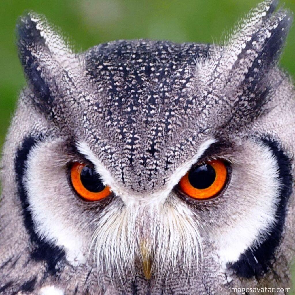 the fierce owl