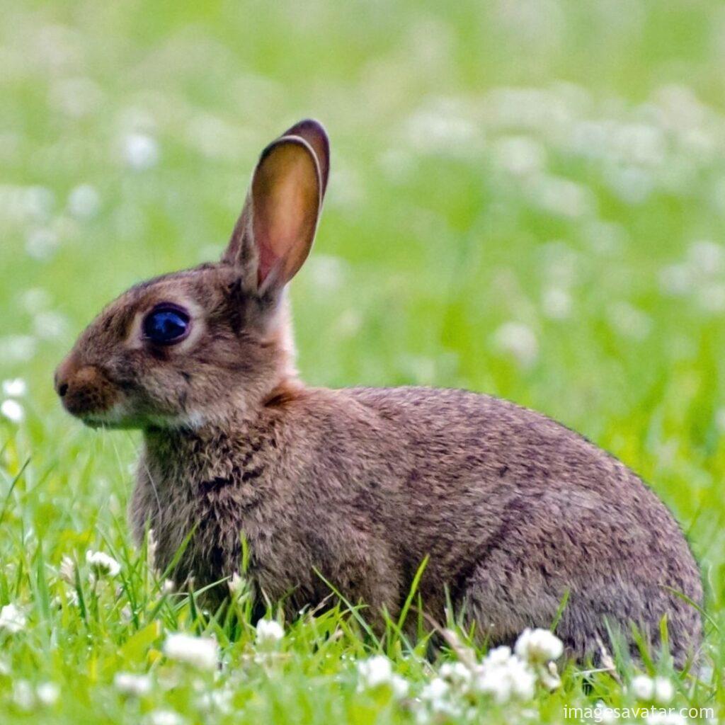 rabbit in run