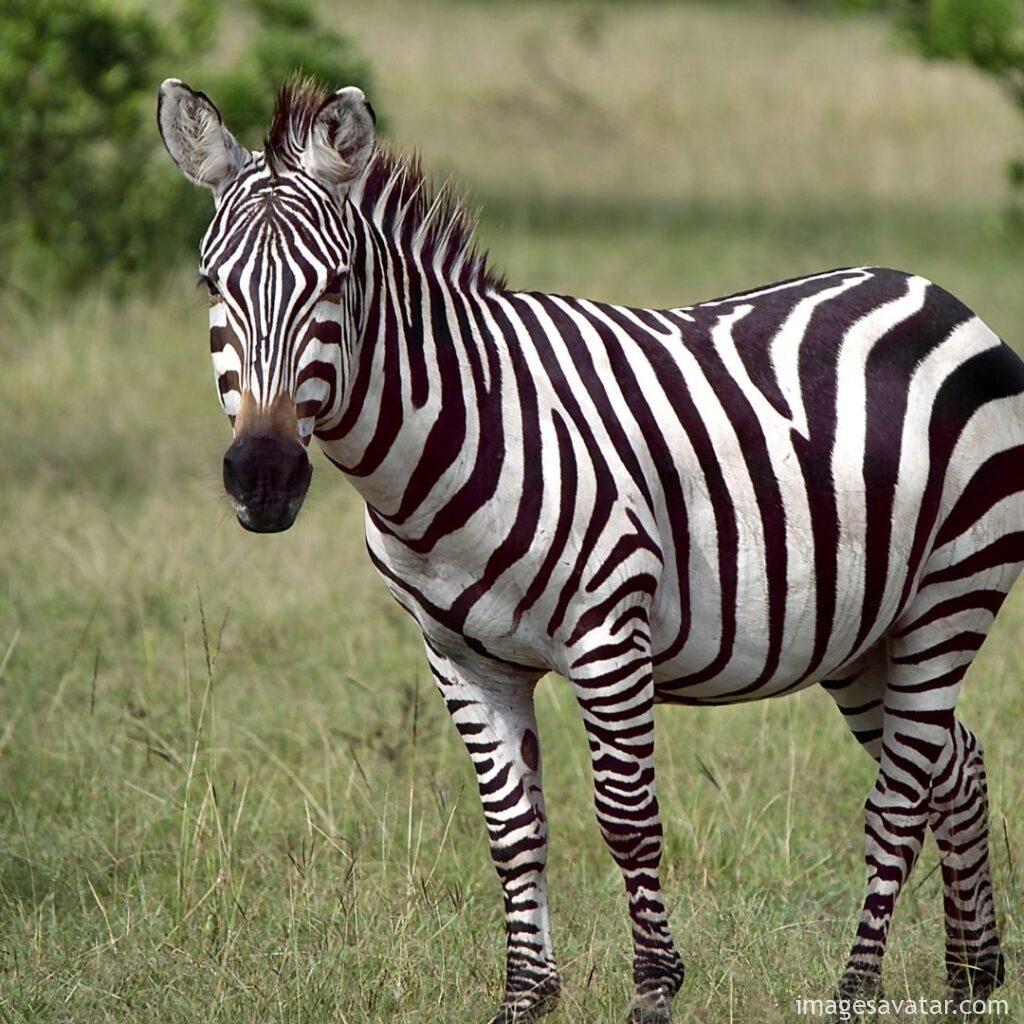 the zebra is looking