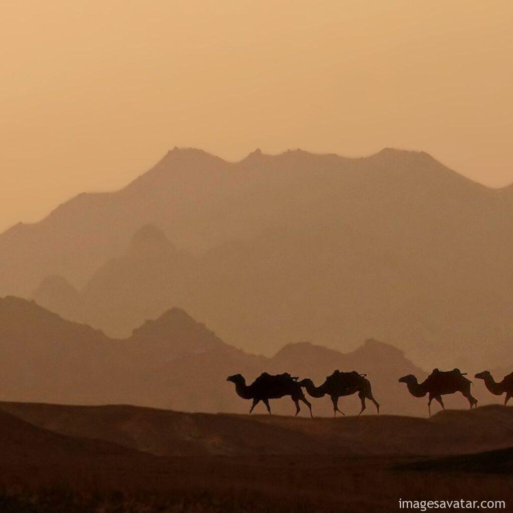 camels moving in the desert