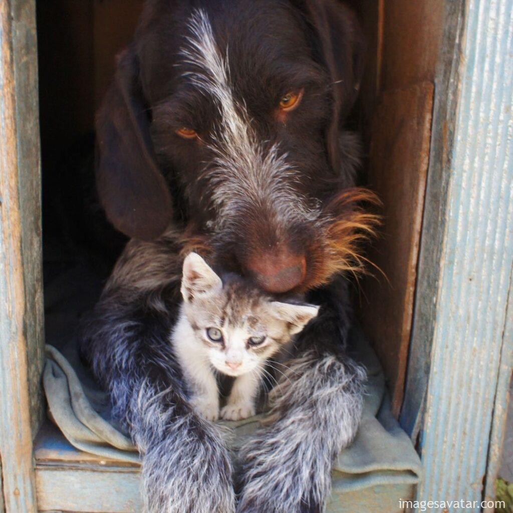 the friendship of animals