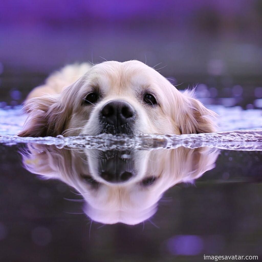 dog trying to swim