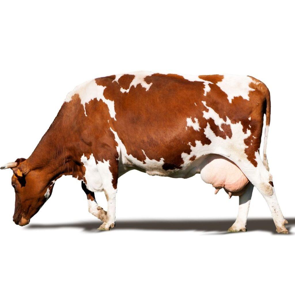 The jersey Cow