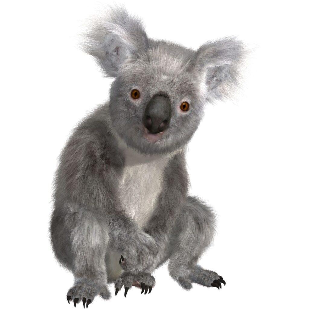 the koala bear