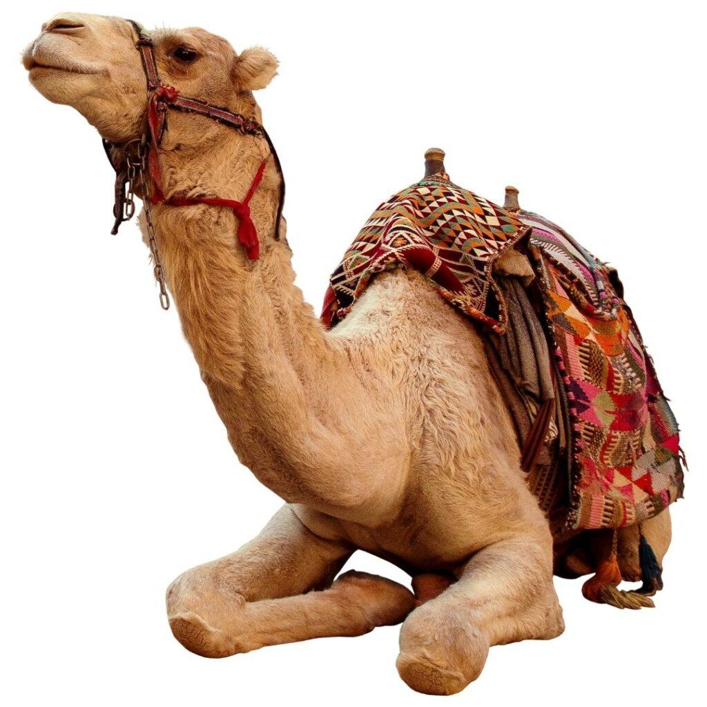 The camel is sitting