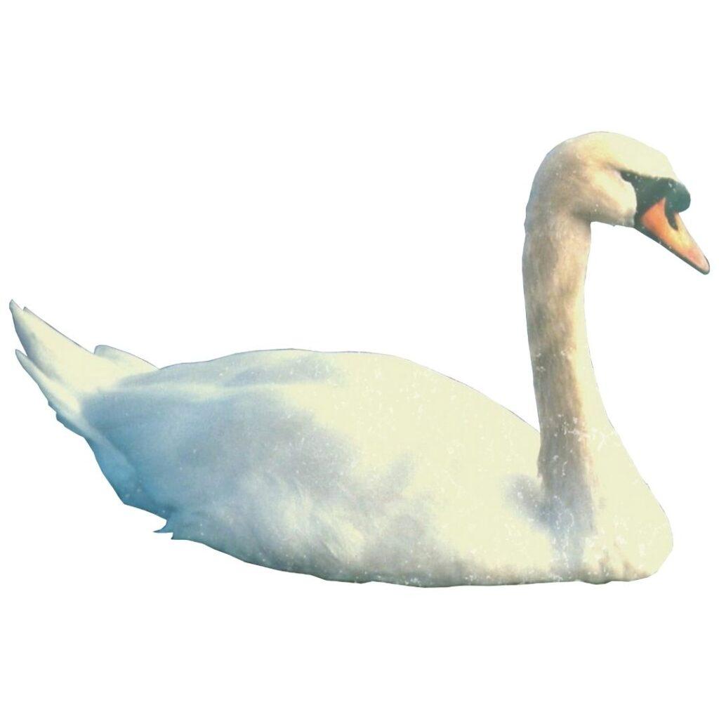 the mute swan