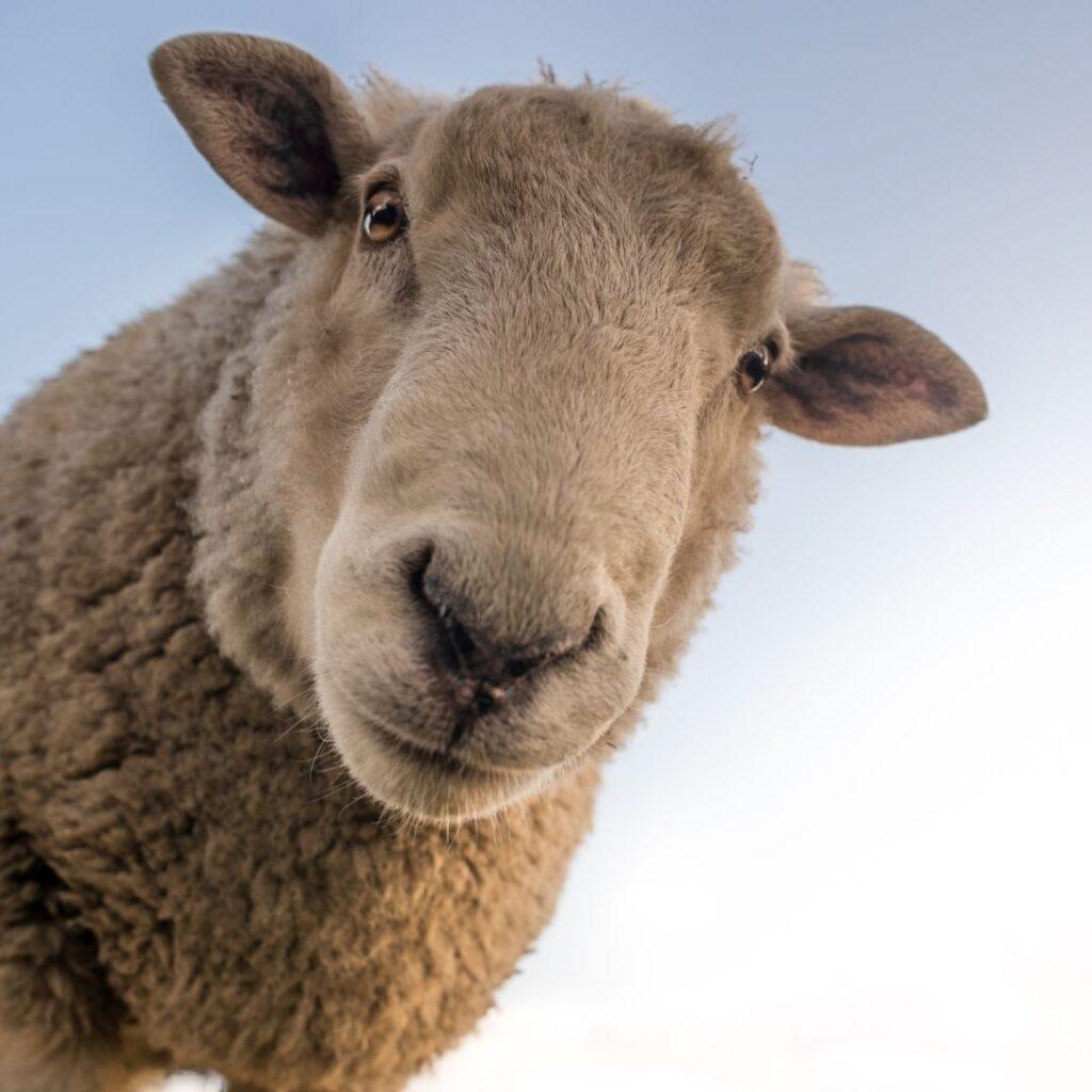 the Texel sheep