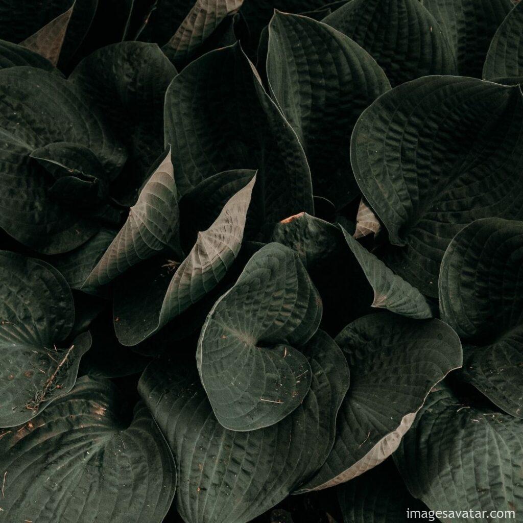leaves wonderful textures