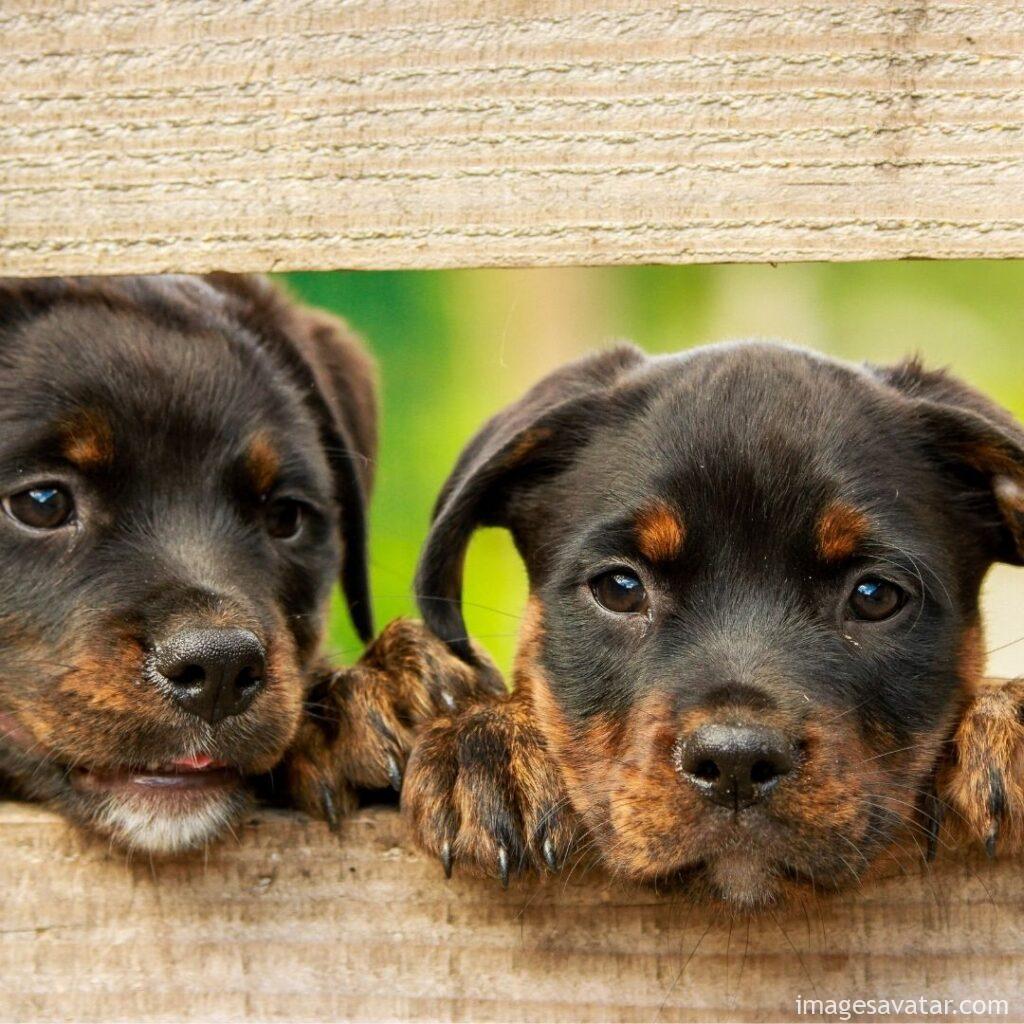 the Rottweiler puppies