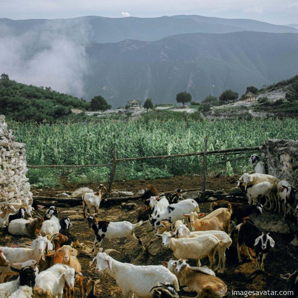 the goats herding