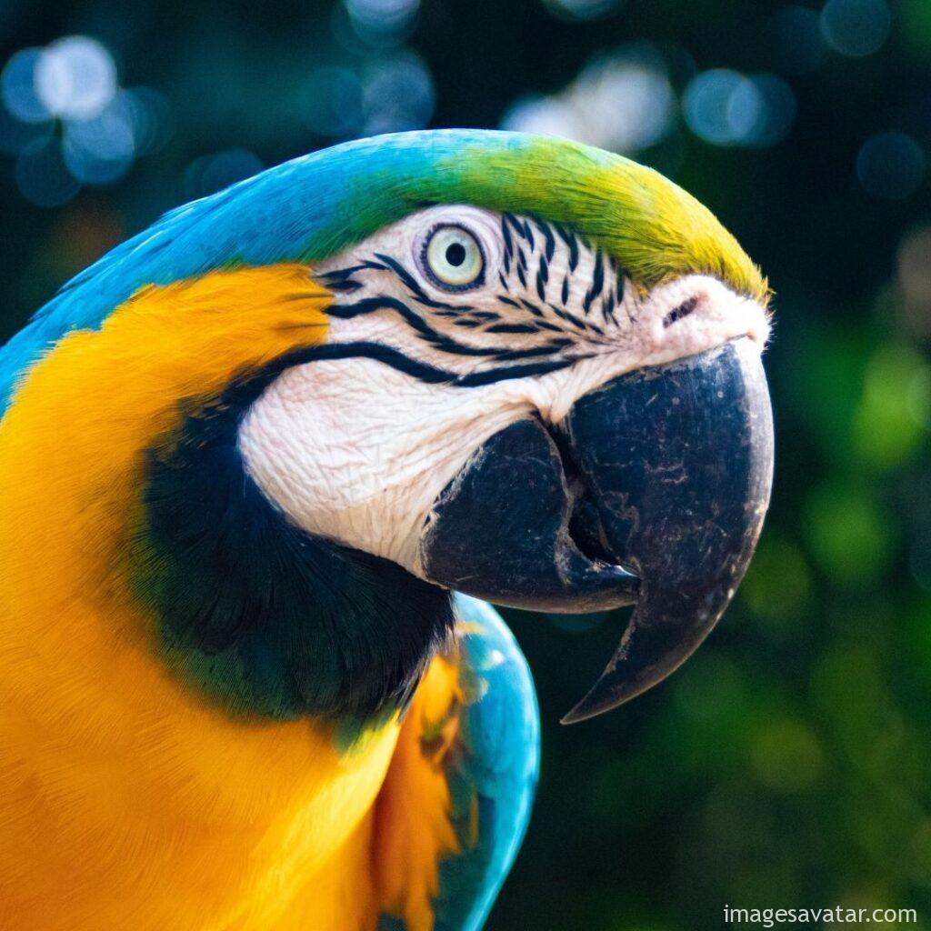 The Macaw parrot