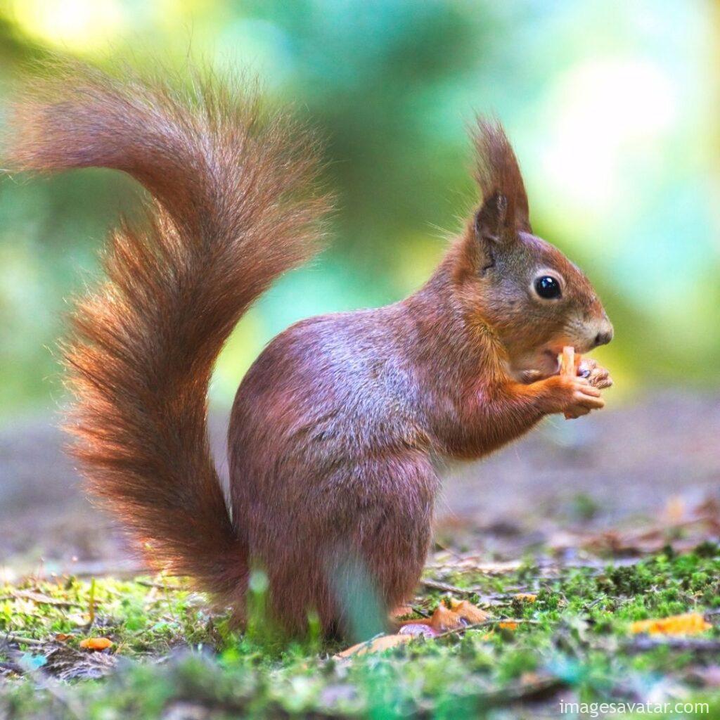the little squirrel eating something