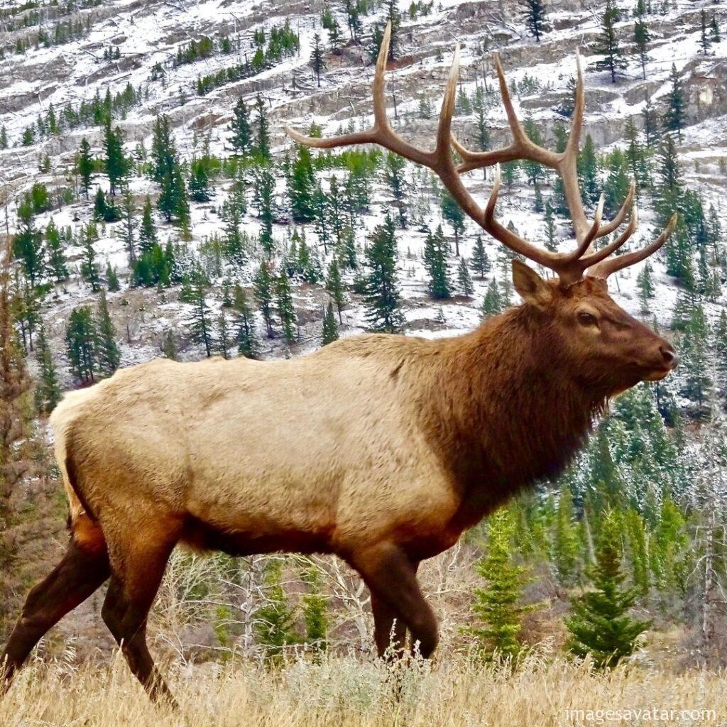 Elk or wapiti