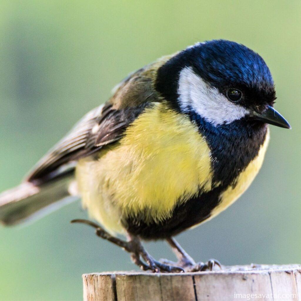 the great tit