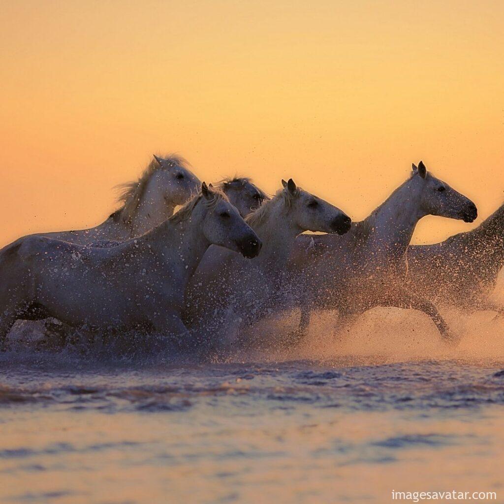Horses running on the beach