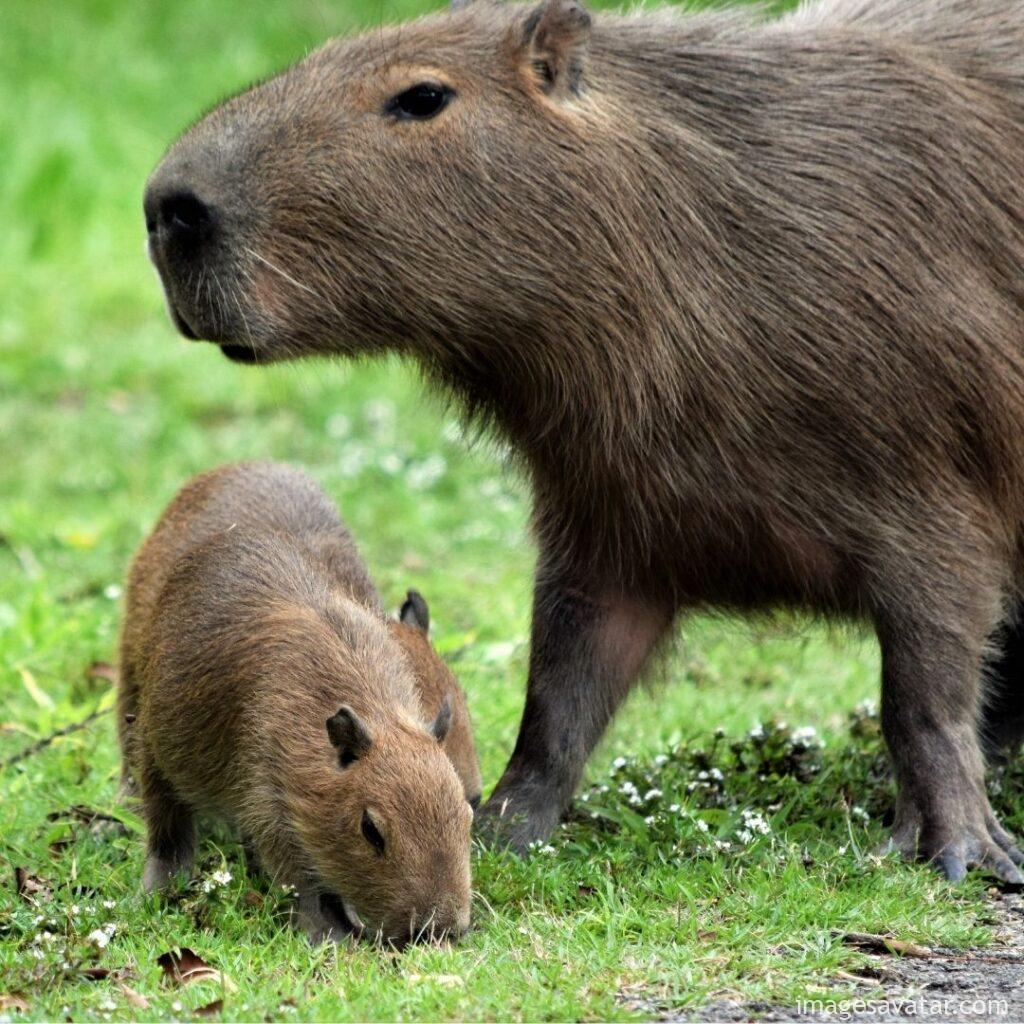 Capybara with her kid