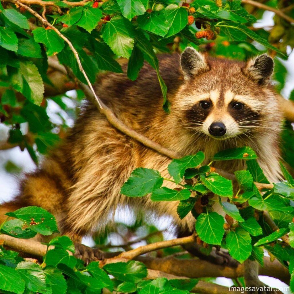the wild animal Raccoon