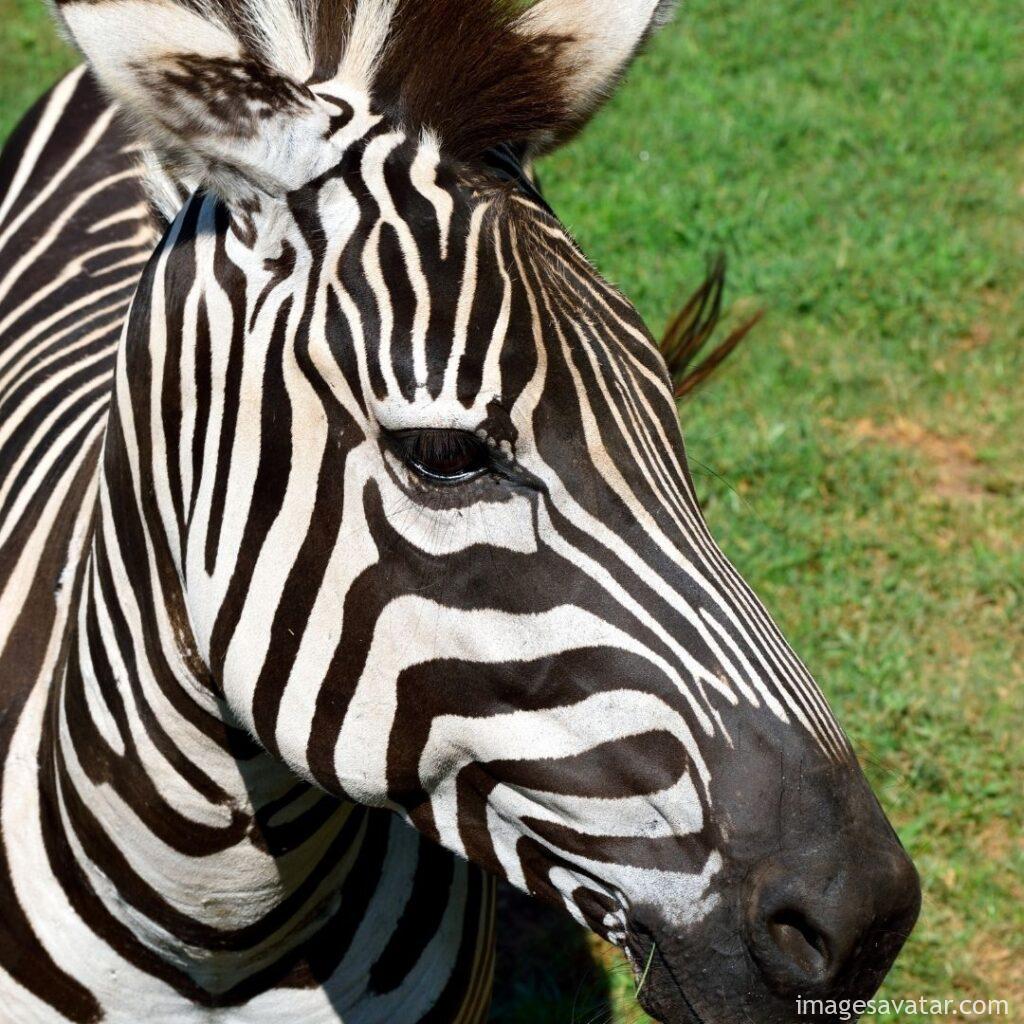 the animal zebra