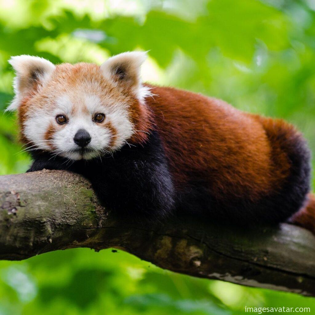 the red panda
