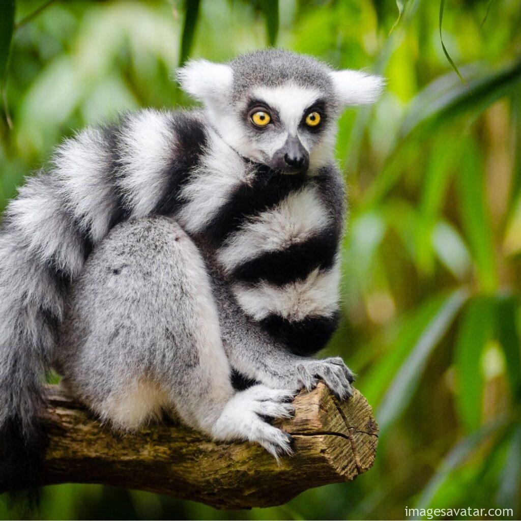 lemur animal photos