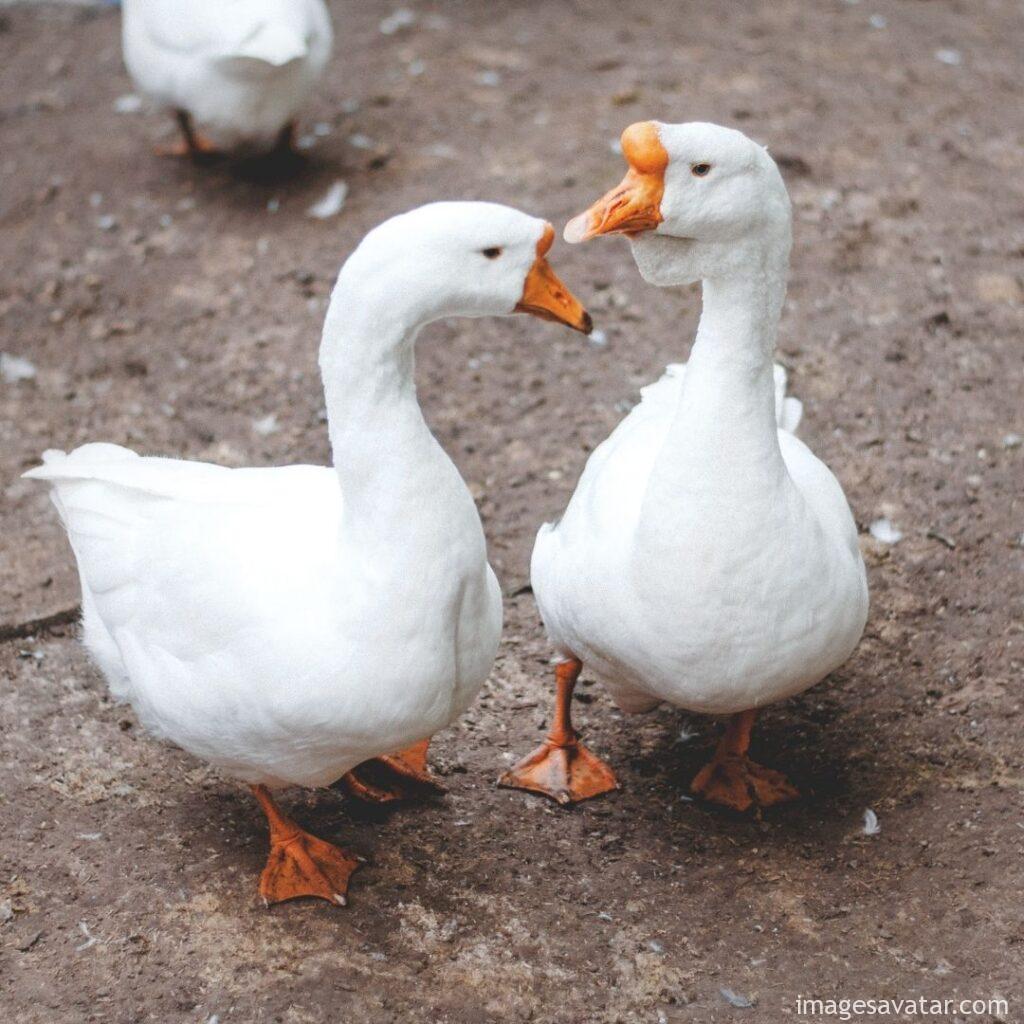 two friends duck